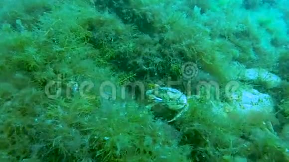 蟹在水下穿过杂草覆盖的石头用爪子攻击摄像机视频的预览图