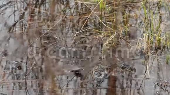 池塘里的青蛙春天视频的预览图