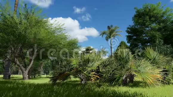 在热带公园拍了一棵美丽的树视频的预览图