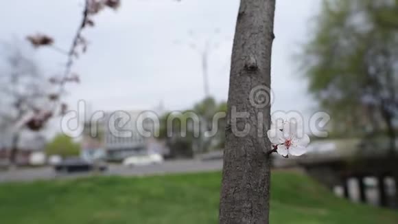 盛开的花树的近景视频的预览图