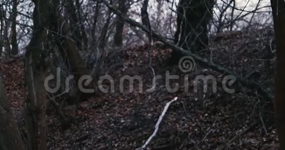 死林中模糊的黑树视频的预览图