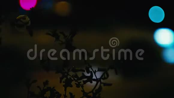 前景上有植物的夜晚城市交通视频的预览图
