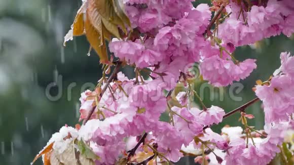 雪落在紫色的花朵上视频的预览图