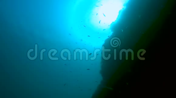 在水下悬崖边游动的小鱼浅滩养活自己海洋世界视频的预览图