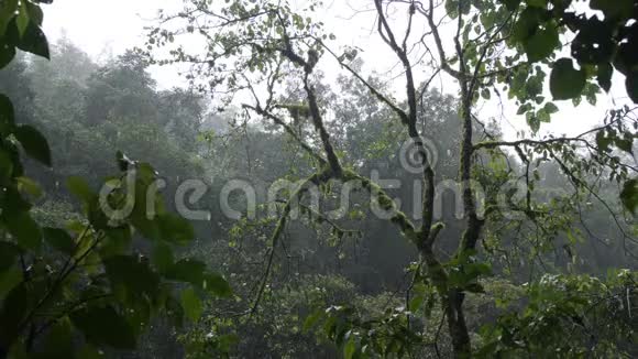 热带丛林大雨4K慢动作自然镜头印度尼西亚巴厘视频的预览图