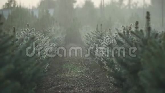 雨下的森林花园视频的预览图
