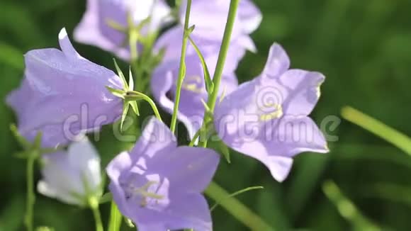 春天的花朵蓝铃视频的预览图