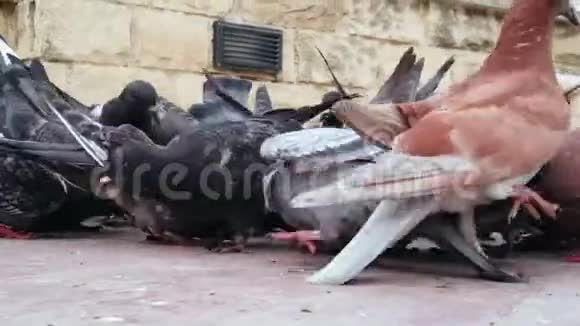 一群鸽子在市中心广场吃面包不卫生视频的预览图