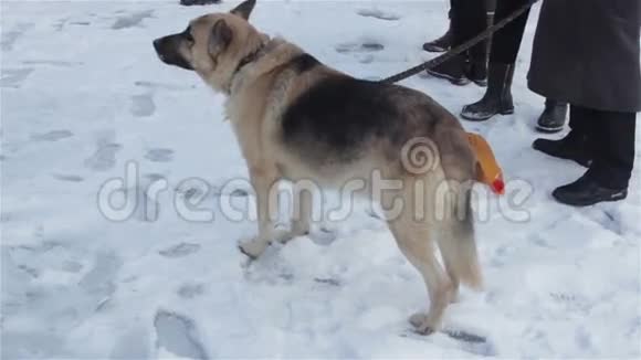 冬天狗被拴着视频的预览图