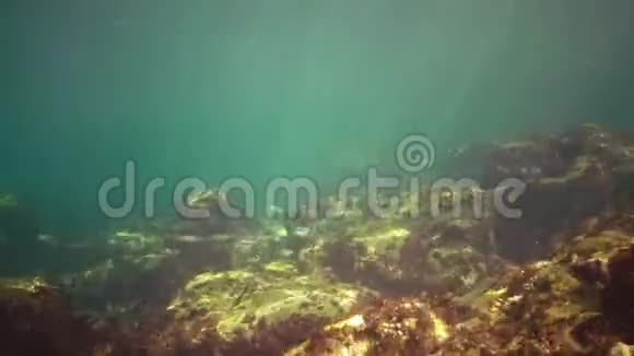 黑海鱼骡子游过藻类丛视频的预览图