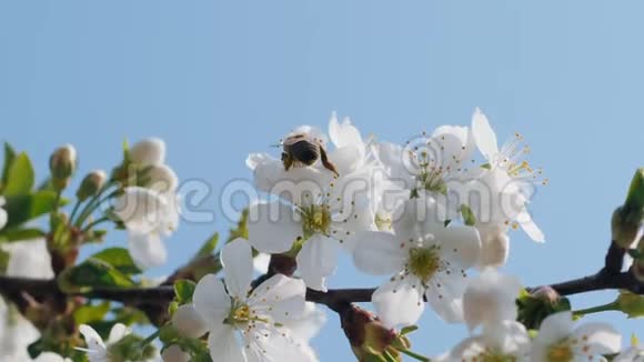 蜜蜂收集樱花上的花粉视频的预览图