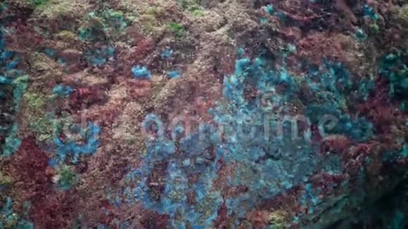 不同类型的海海海绵在污垢中的陷阱黑海视频的预览图