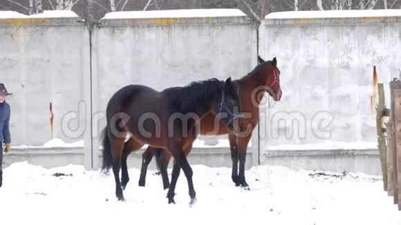 冬天在开阔的围场里散步的棕马和喂马的骑手视频的预览图