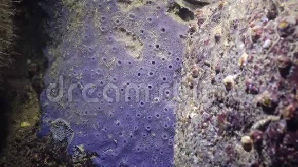 不同类型的海海海绵在污垢中的陷阱黑海视频的预览图