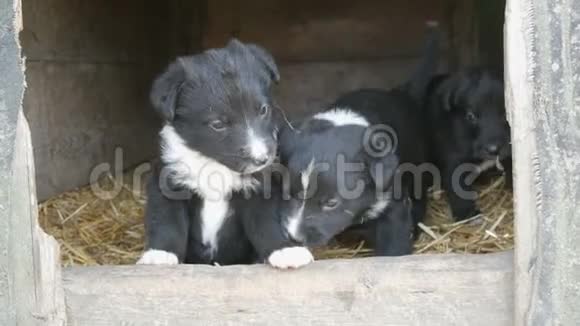 三只可爱有趣的小黑白小狗在狗窝里玩耍四处张望视频的预览图