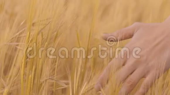 农夫用手摸着收割的玉米头农业产业视频的预览图