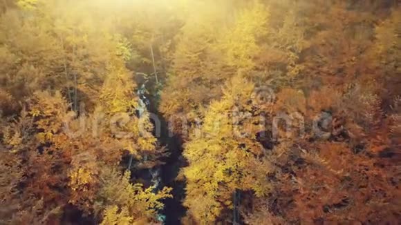 金秋森林溪景鸟瞰视频的预览图