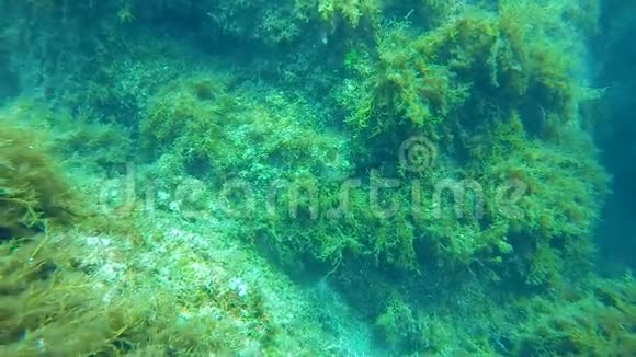 小鱼在海藻附近游动巨石上覆盖着沉水植物海洋生物视频的预览图