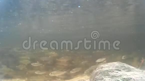 森林里一条小溪里的淡水鱼视频的预览图