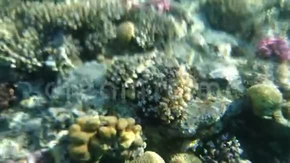 在水下的珊瑚礁上探险视频的预览图