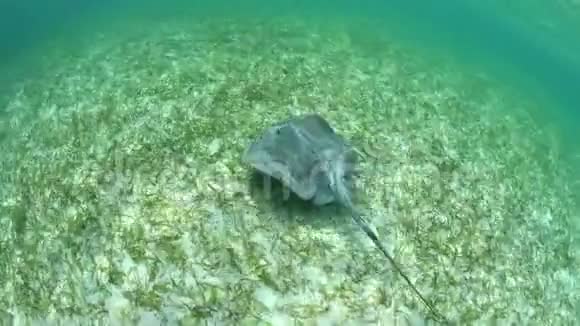 黄貂鱼在浅水中游泳视频的预览图
