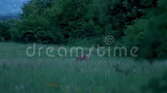 林间空地上的小鹿视频的预览图