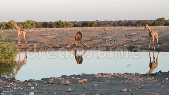 一群长颈鹿在水洞里滑稽地喝水视频的预览图