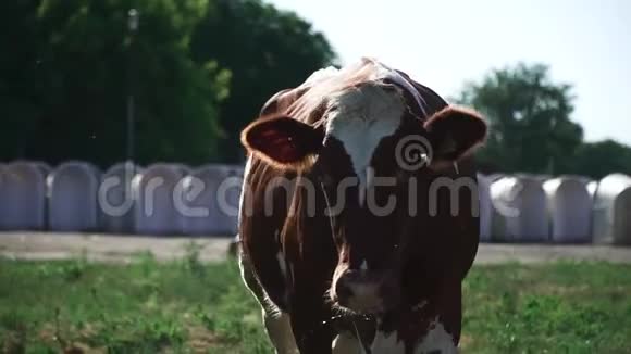 美丽的牛走在农场的后院视频的预览图