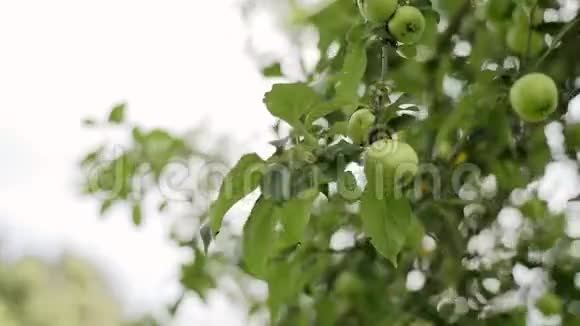苹果园树枝上苹果的绿色果实苹果树视频的预览图