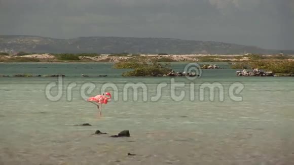 火烈鸟在博内尔岛视频的预览图