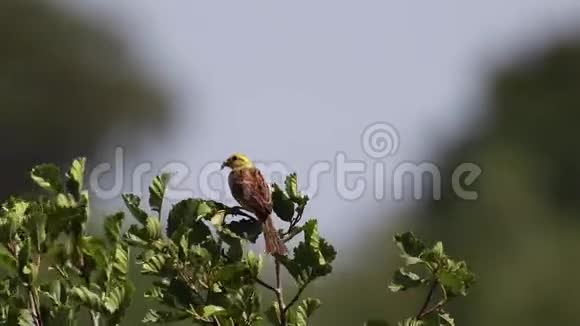 七月苏格兰一个风和日丽的日子黄锤鸟香茅栖息在河边的一棵小树上视频的预览图