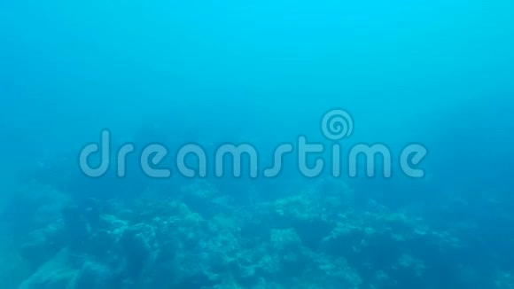 阿鲁巴海中大西洋水下的美丽景色和一些鱼和沉船视频的预览图