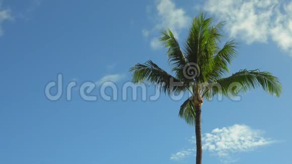 热带棕榈树在微风中随风摇曳视频的预览图