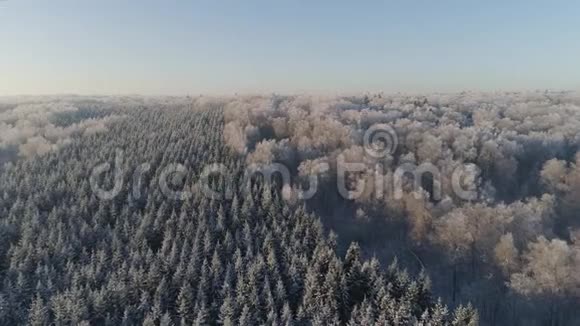 冬季森林从上面看冬季景观霜冻天气的针叶树和落叶树视频的预览图