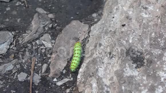 一只绿色的大幼虫在岩石中爬行孔雀土星的毛虫4k视频的预览图
