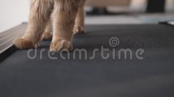 一只猫的爪子在跑步机上跑慢动作3840x2160视频的预览图