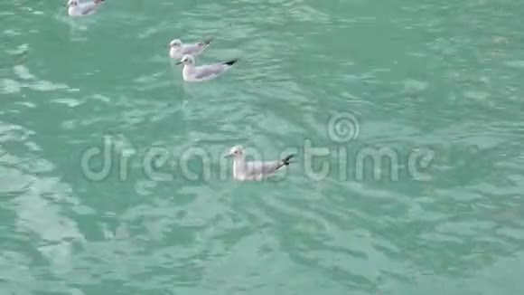 白天白色的海鸥成群结队地漂浮在绿松石的海水上特写镜头视频的预览图
