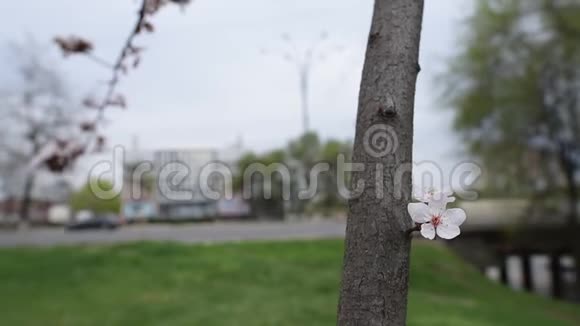 盛开的花树的近景视频的预览图