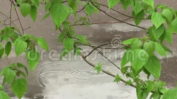 雨天的树视频的预览图