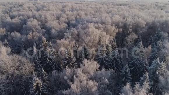 冬季森林从上面看冬季景观霜冻天气的针叶树和落叶树霜冻的树木视频的预览图