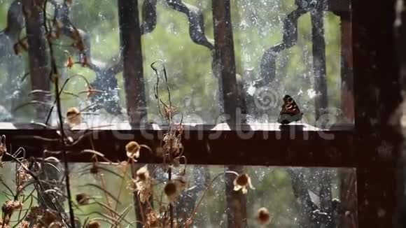 蝴蝶在旧的玻璃窗户附近飘动着一个格子视频的预览图