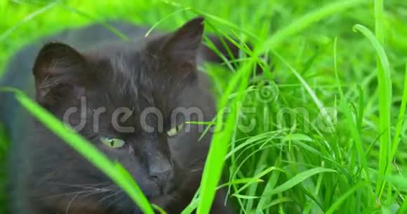 放轻松的黑猫躺在草地上视频的预览图