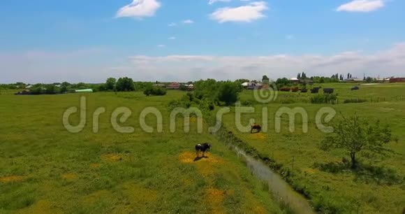 鸟瞰奶牛在绿草如茵的美丽草地上觅食视频的预览图