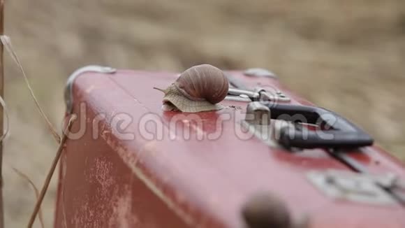 一只大蜗牛放在一个夏天的田地里放着小米视频的预览图