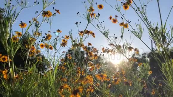 黄色的花在阳光下飞舞阳光下视频的预览图