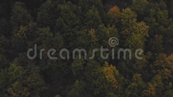 阳光明媚的一天秋天的森林空中无人机飞过一片森林和一座山视频的预览图