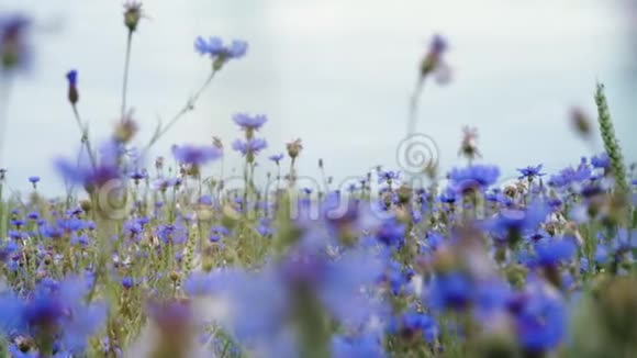 镜头前移过蓝色草地上的花野花在夏日的花田里没有人在视频的预览图