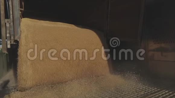 用汽车在仓库里卸下小麦从卡车上卸下小麦把小麦装入筒仓视频的预览图