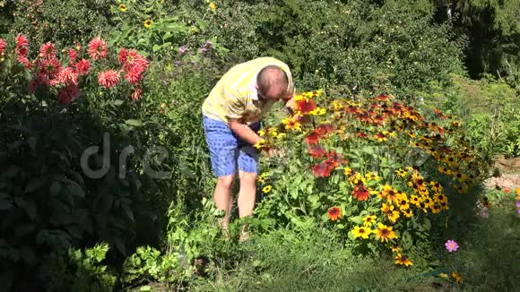 可爱的丈夫男朋友穿短裤的男人在阳光明媚的花园里采摘鲁德贝克亚的花4K视频的预览图