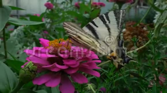 是一种蝴蝶属于科喝花蜜4k视频的预览图